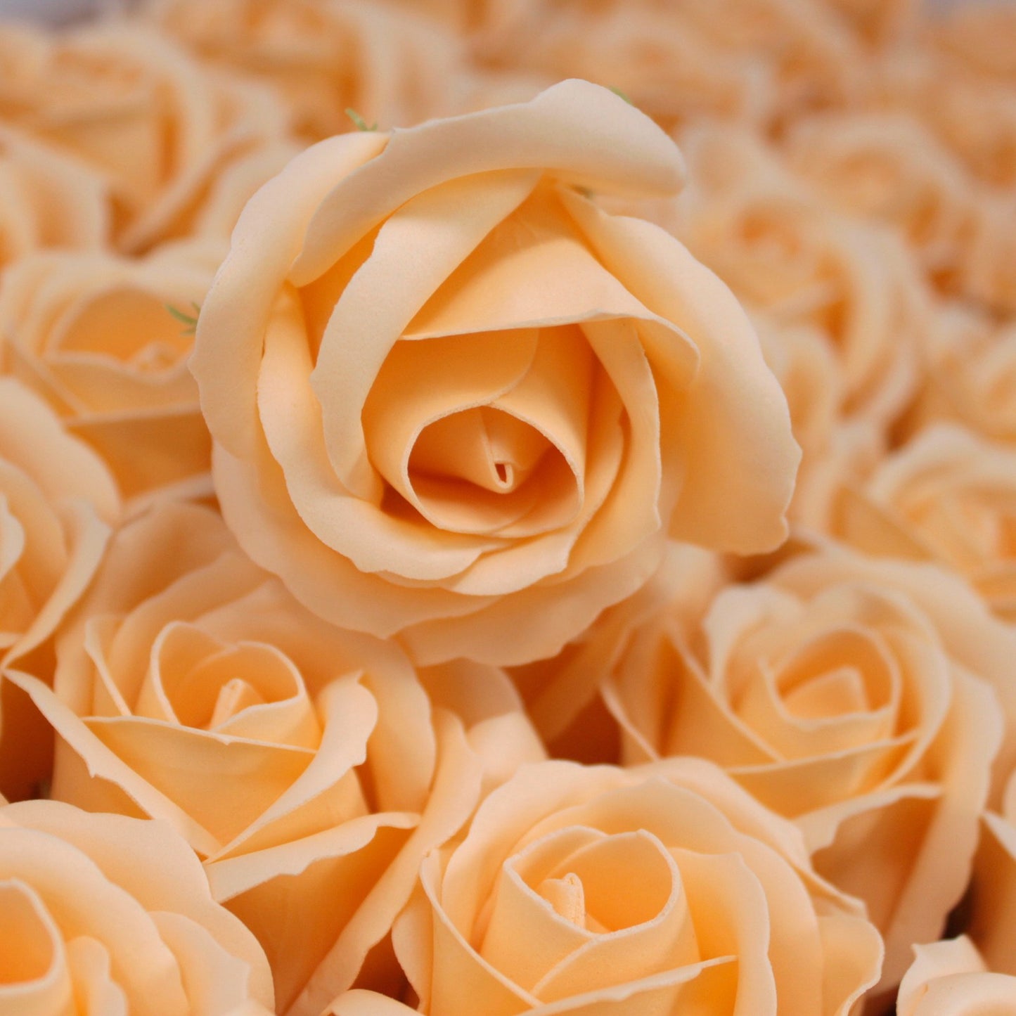 mittelgroße Rose - Pfirsich