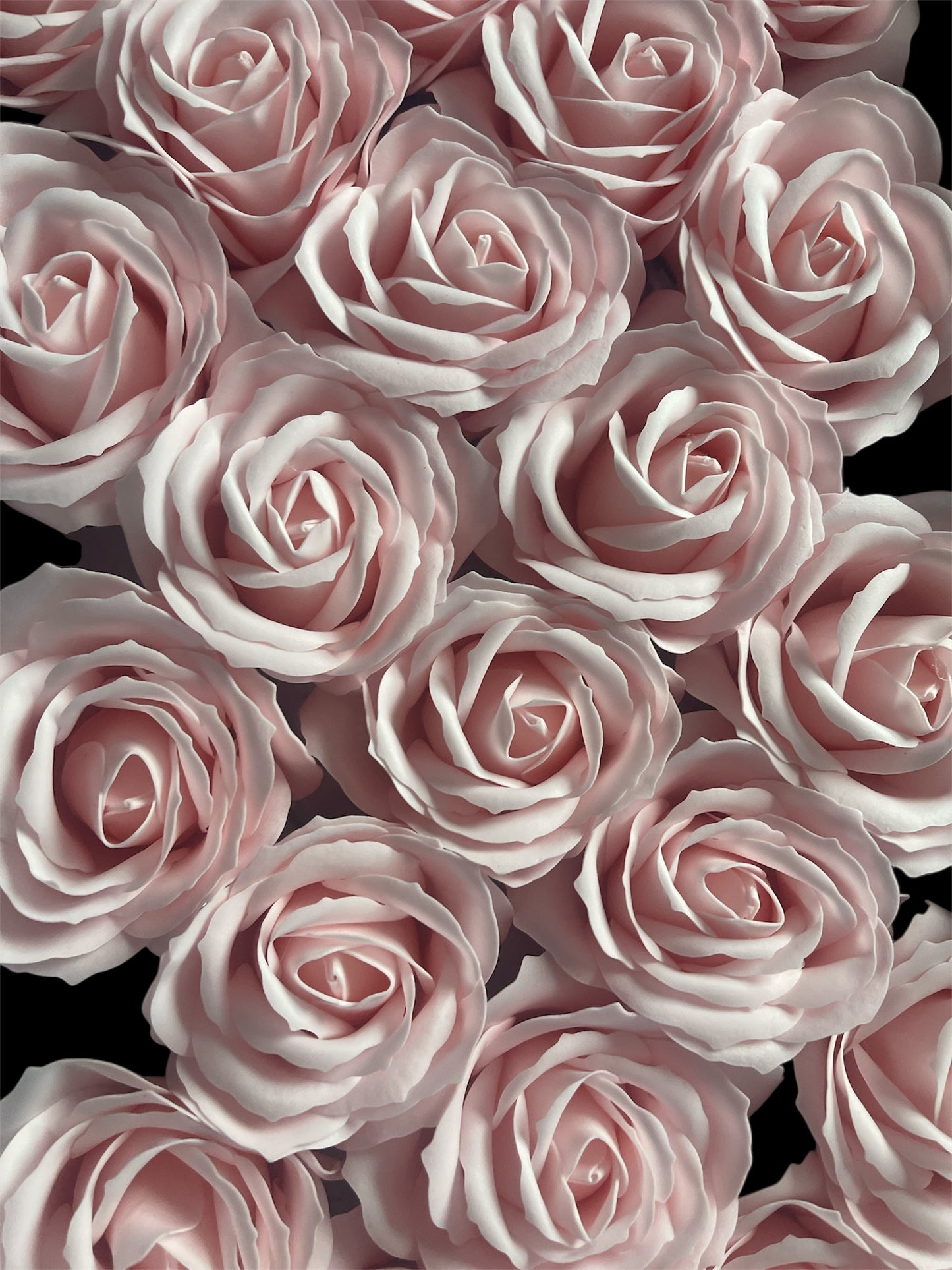große Rose - Rosa