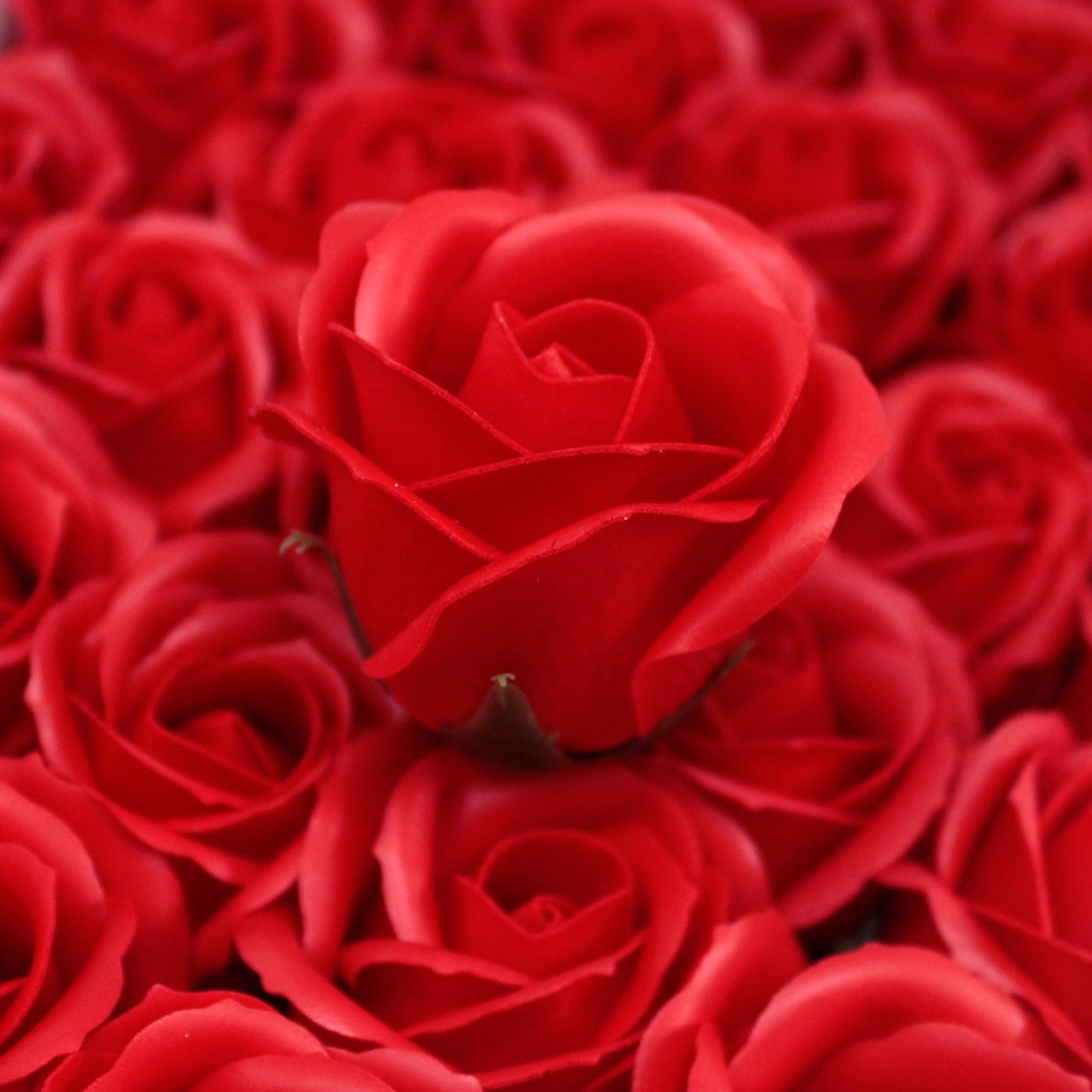 Seifenrose Rot