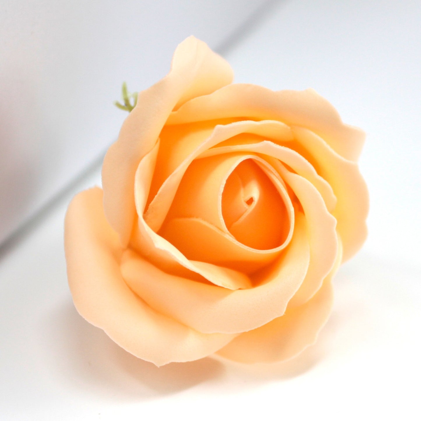 mittelgroße Rose - Pfirsich