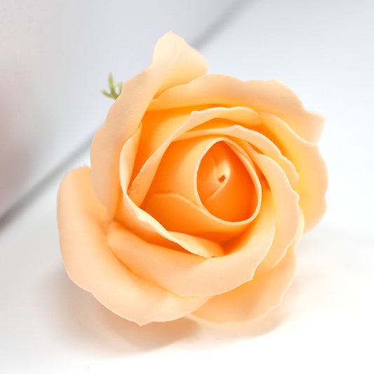 mittelgroße Rose - Pfirsich