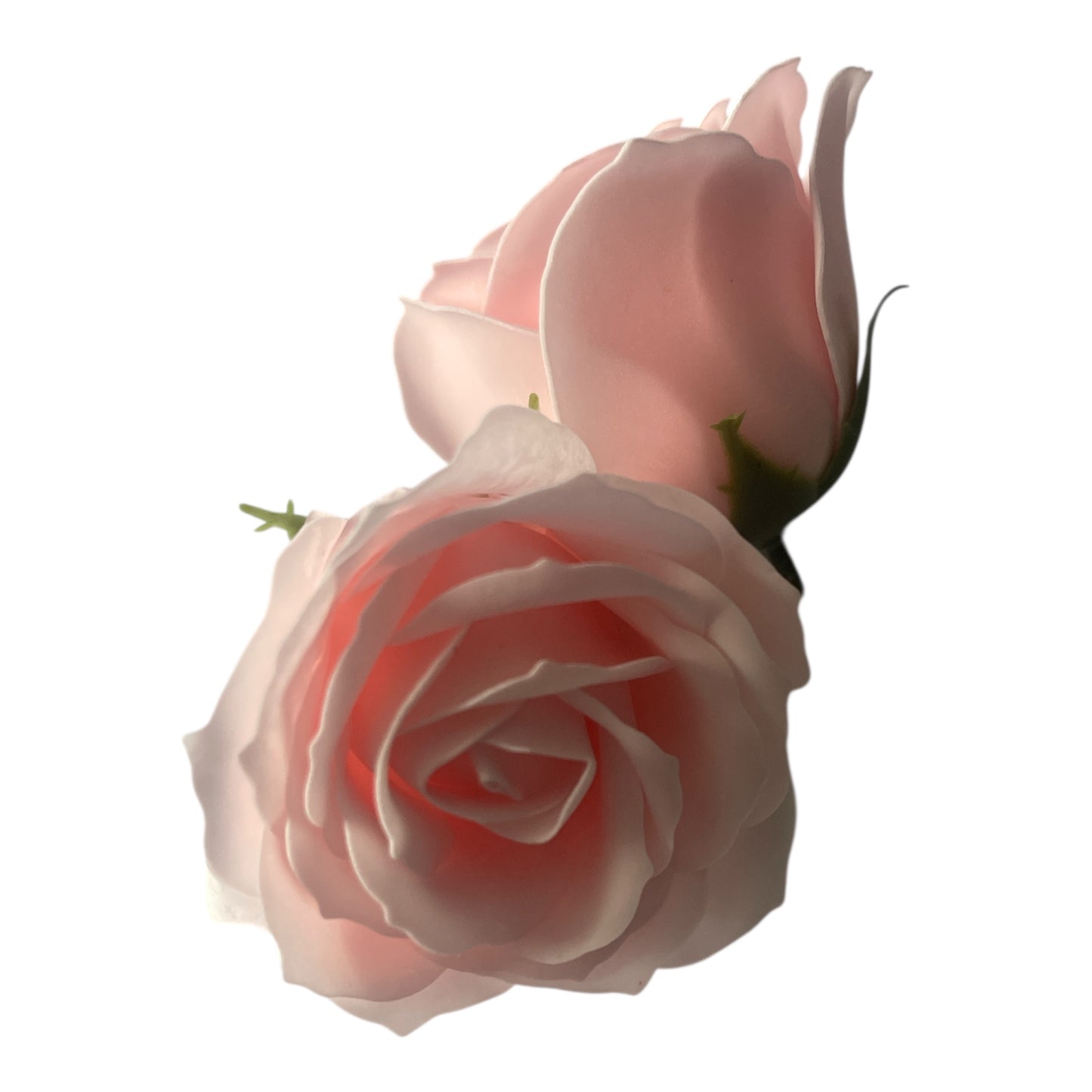 große Rose - Rosa