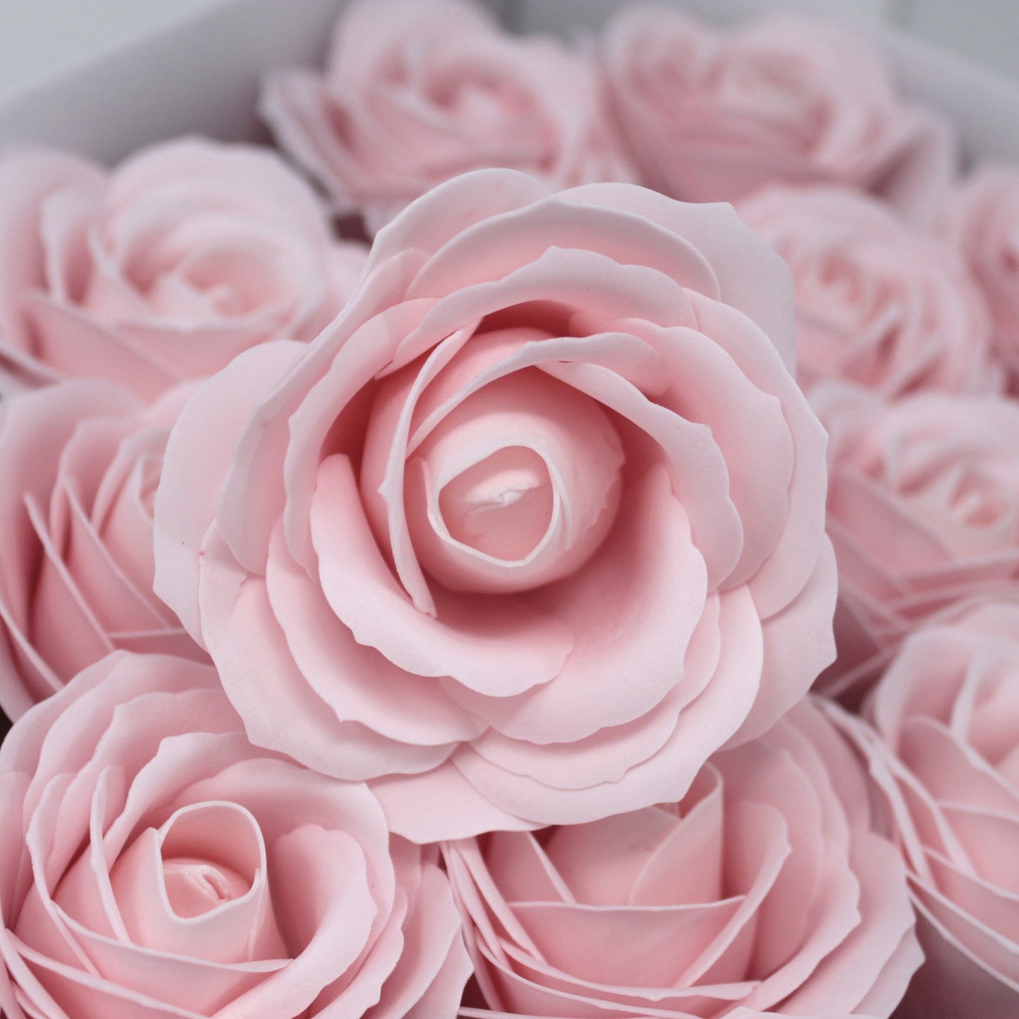 große Rose - Rosa