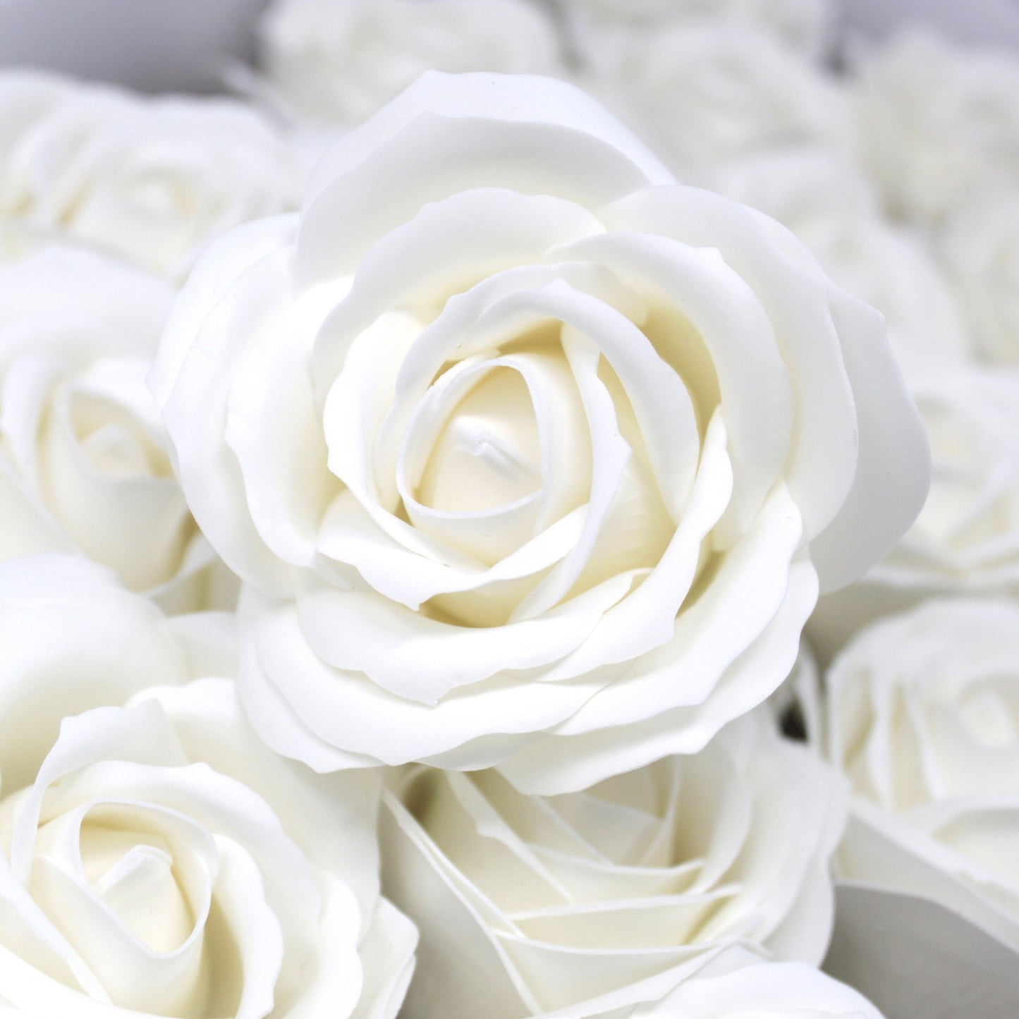 mittelgroße Rose - Weiß